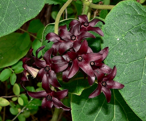 {Matelea carolinensis}